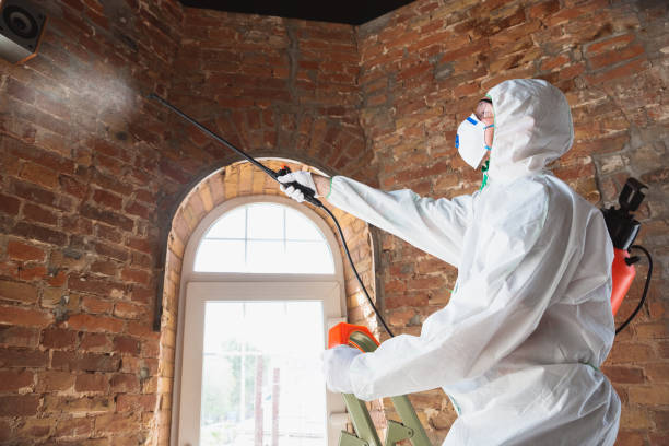 Why You Should Choose Our Mold Remediation Services in Glen Carbon, IL